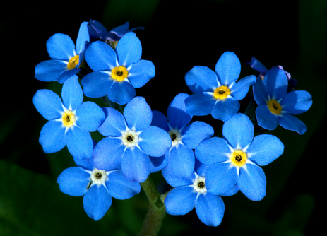 forget me not flowers