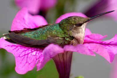 Hummingbird sitting in flower