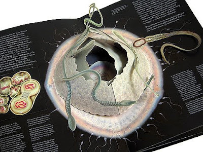 Book content pop up image of a human egg cell fertilised by human sperm cells, surrounded by descriptive and explanatory text.