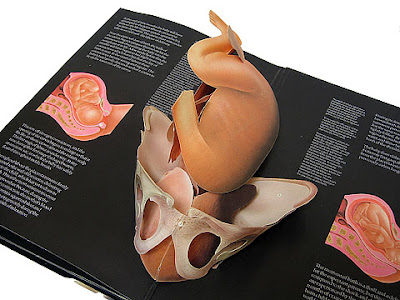 Image of how a baby fits head down into mother's pelvic bone